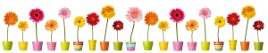 fleurs-et-pots-colores_1