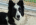 border-collie