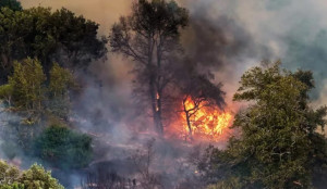 feu foret